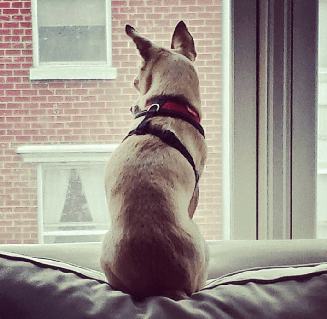 dog looking through the window