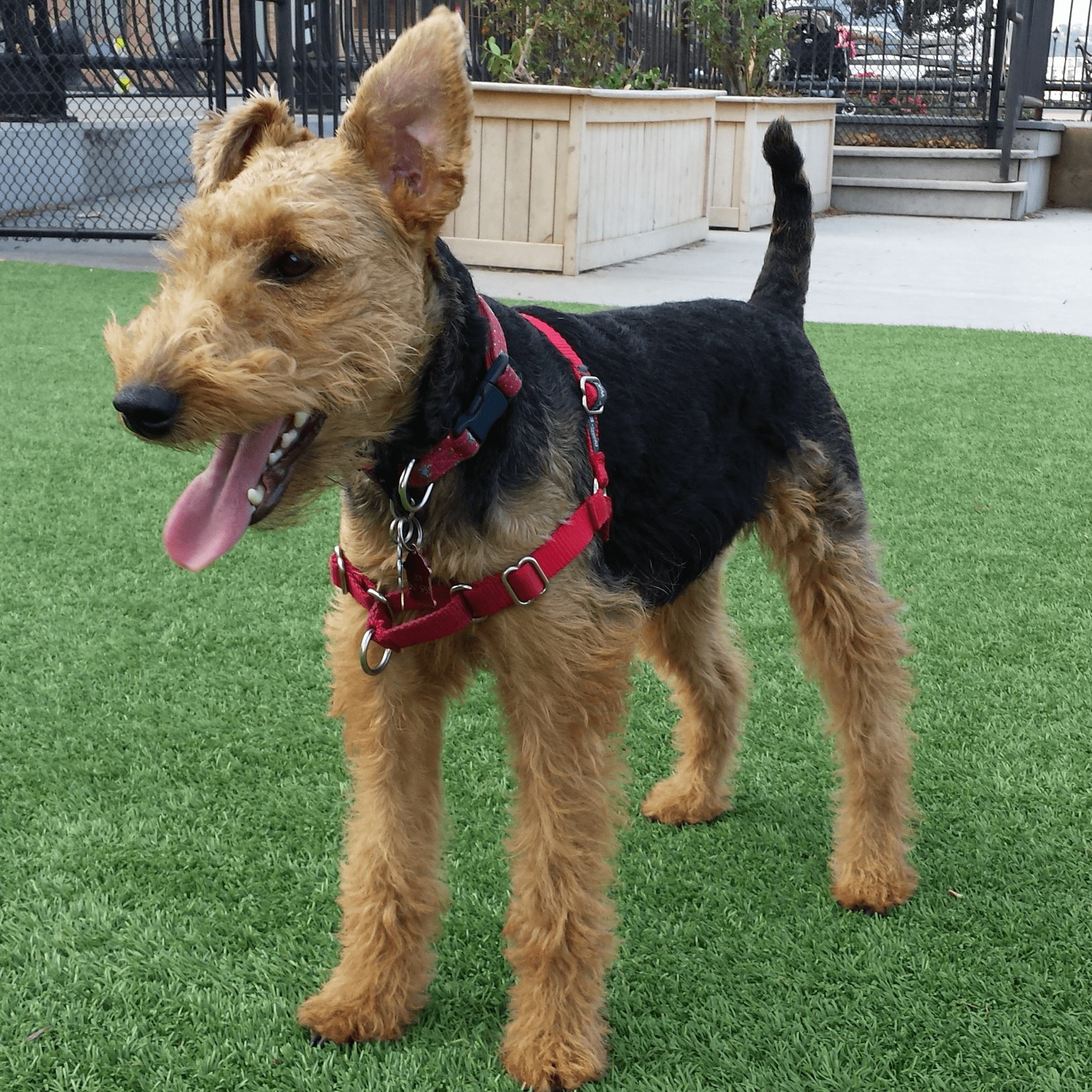 a dog with a red harness