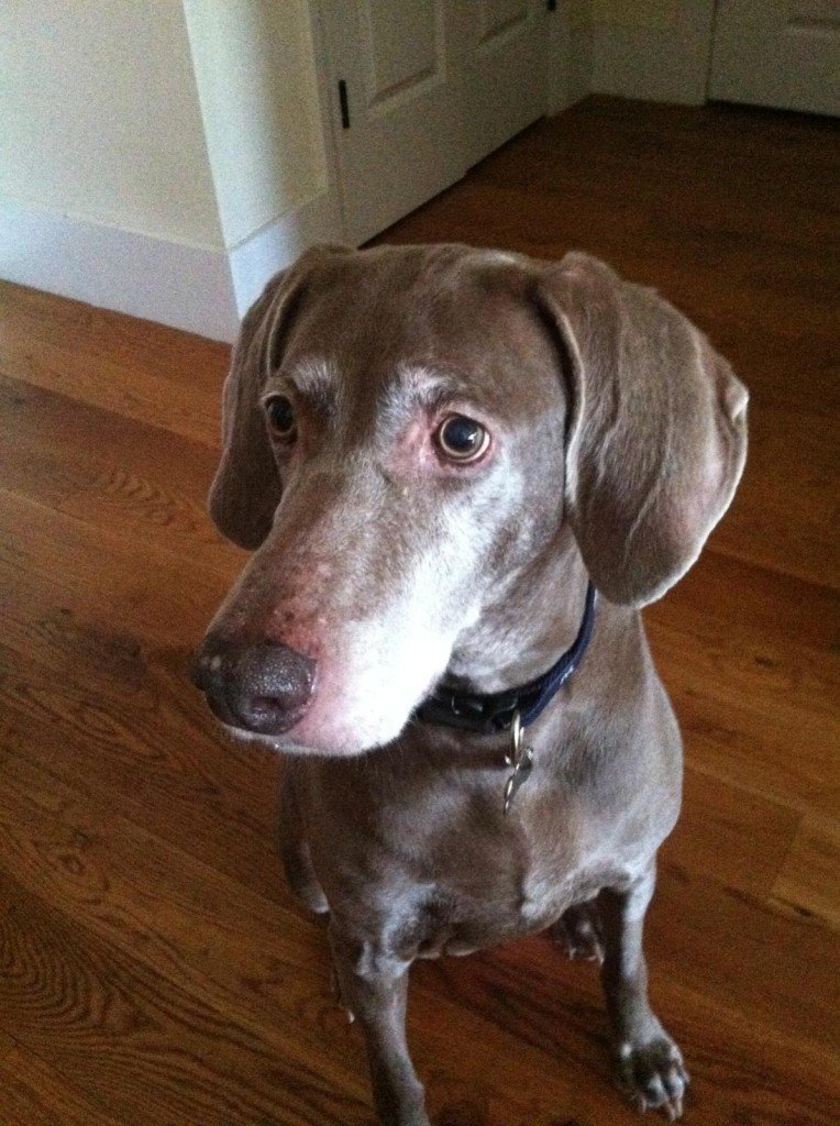 a dog with a blue collar