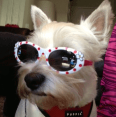 a white dog with glasses
