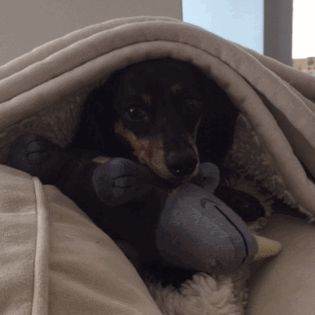 a dog under a blanket