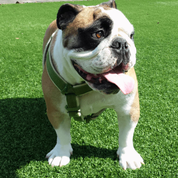 happy dog in a dog park