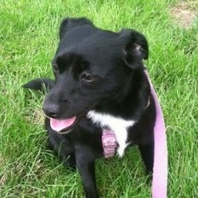 a black dog with a pink harness