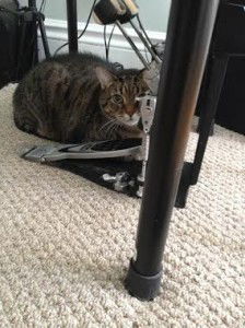 Milo and Linus Cat Sitting 2