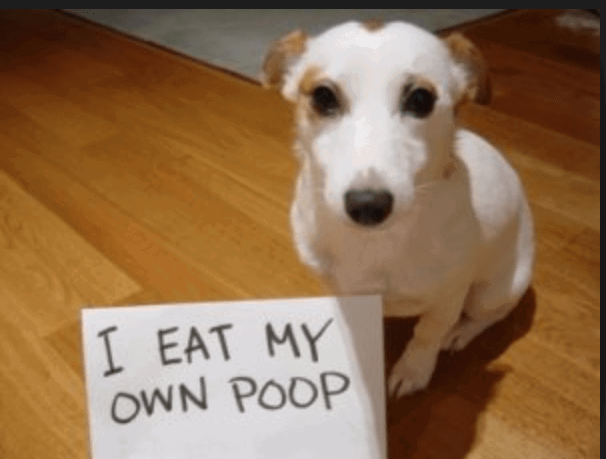 a dog with a funny message