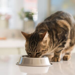 Does My Pet Have Allergies_ (2)