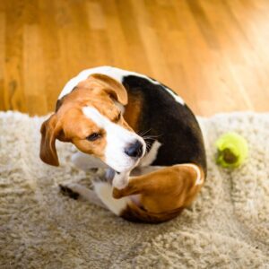 Does My Pet Have Allergies_