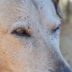 Does My Pet Have Allergies_ (4)