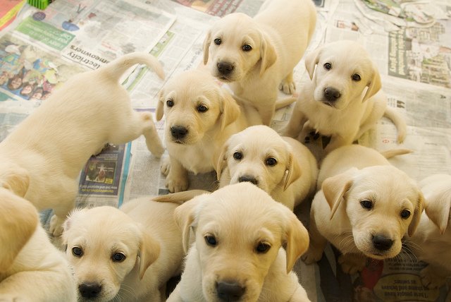 A litter of puppies