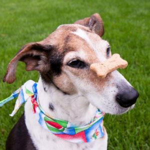 10 Tips to Help Your Pet Age Gracefully (2)