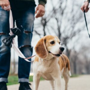 10 Tips to Help Your Pet Age Gracefully (4)