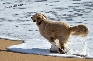 dog running on the beach