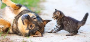 dog and cat in grass