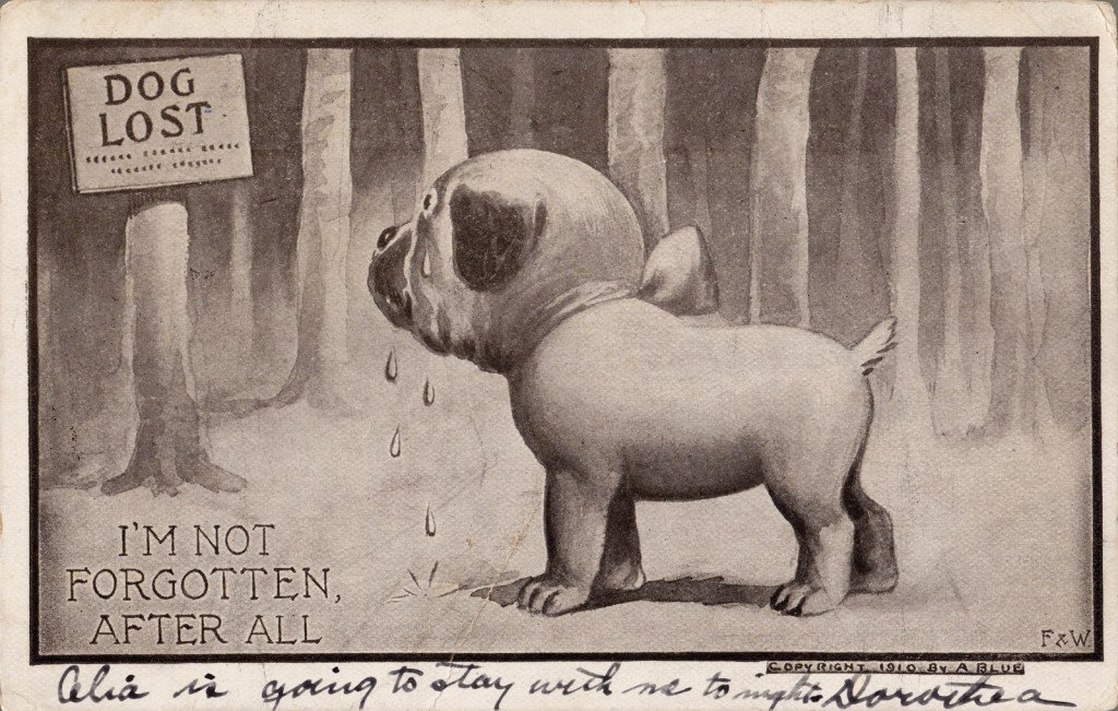 What To Do If You Find a Lost Dog