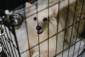 dog in crate