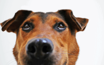a closeup of a dog looking up