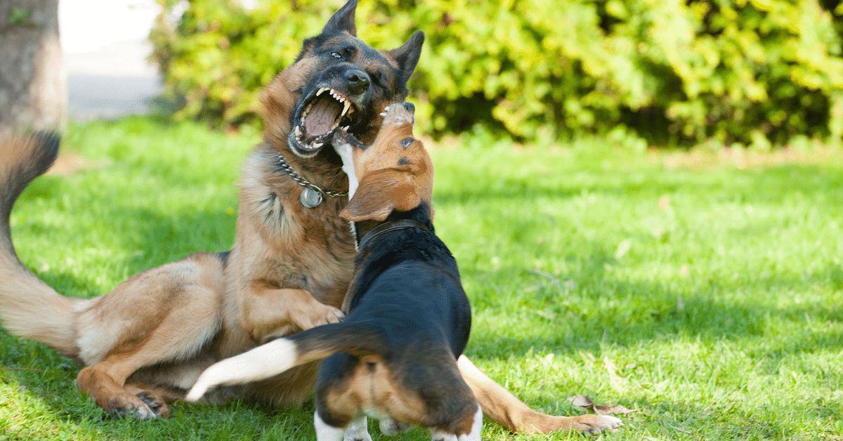 Two Dogs Fighting