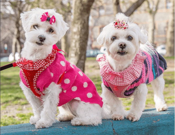 two white dogs in cute outfits