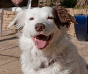 Jersey City Dog walking services