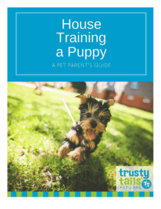 House Training a Puppy