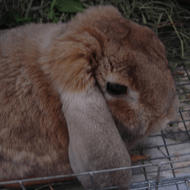 long eared bunny