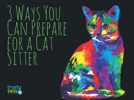 3 Ways You Can Prepare for a Cat Sitter