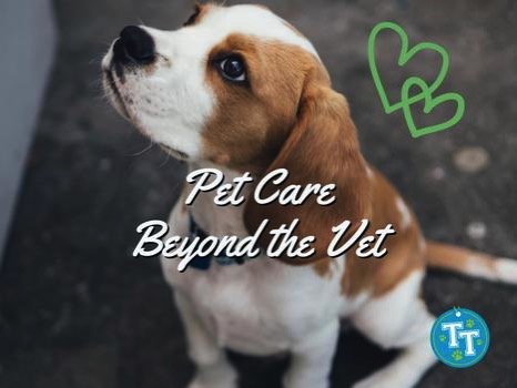 Pet Care Beyond the Vet