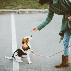 How to Make Your Puppy Happy