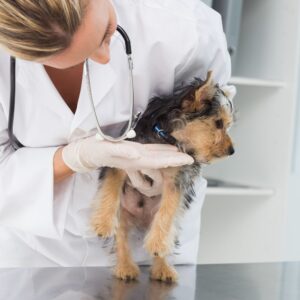 How to Make Your Puppy Happy