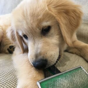 How to Make Your Puppy Happy