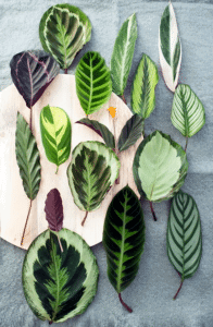 SOHO FLOWER & GARDEN