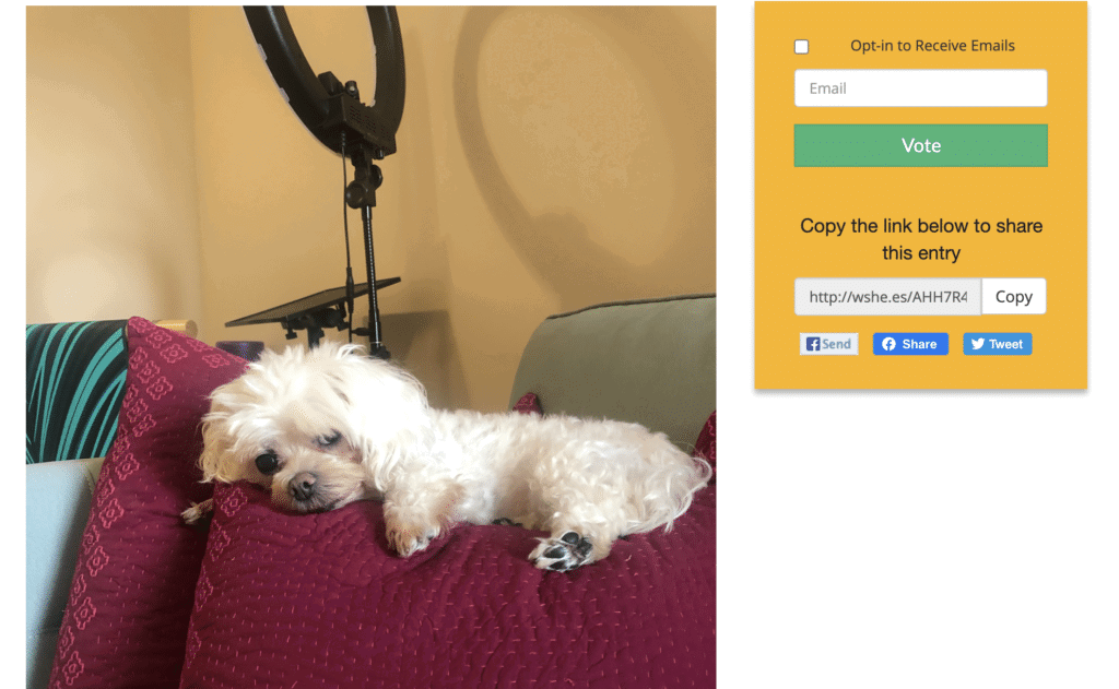 Tail of the Year Award