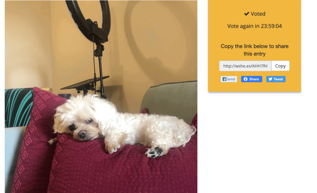 Tail of the Year Award