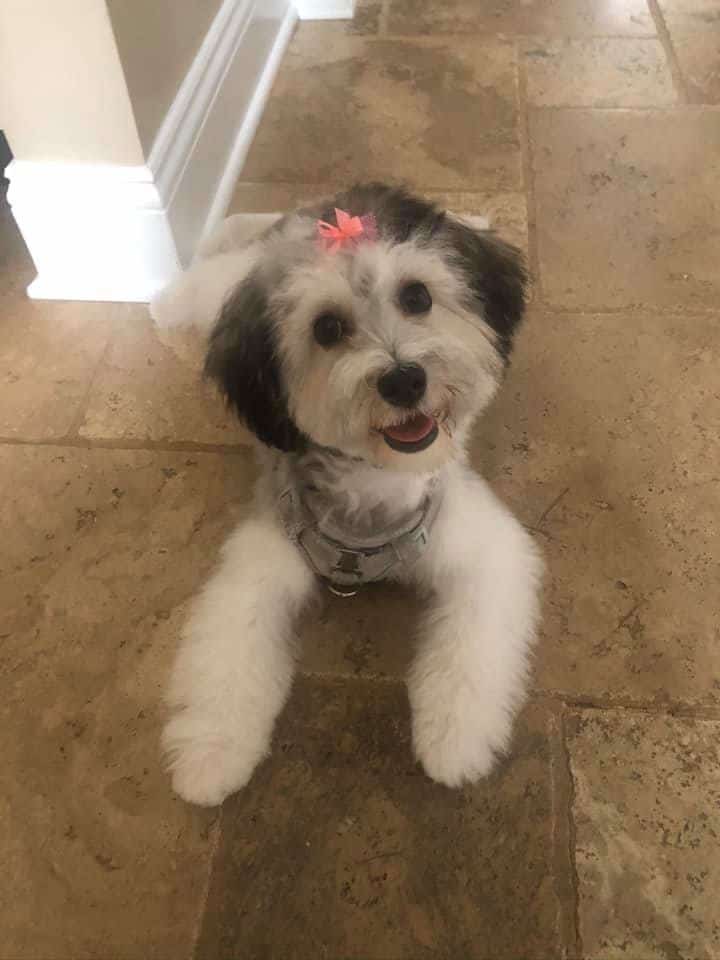 Tail of West New York