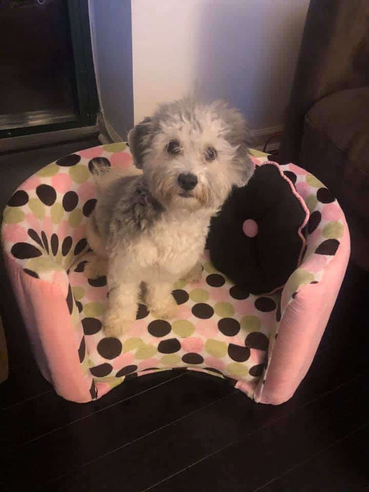 Tail of West New York