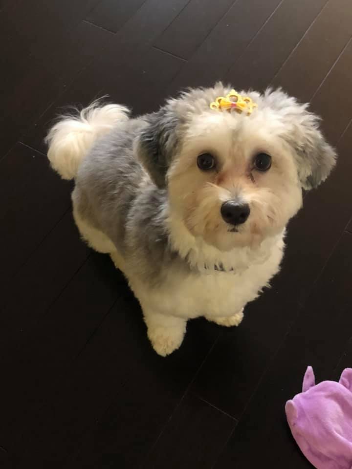 tail of west new york