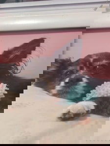 Union City PD Cesar Danger