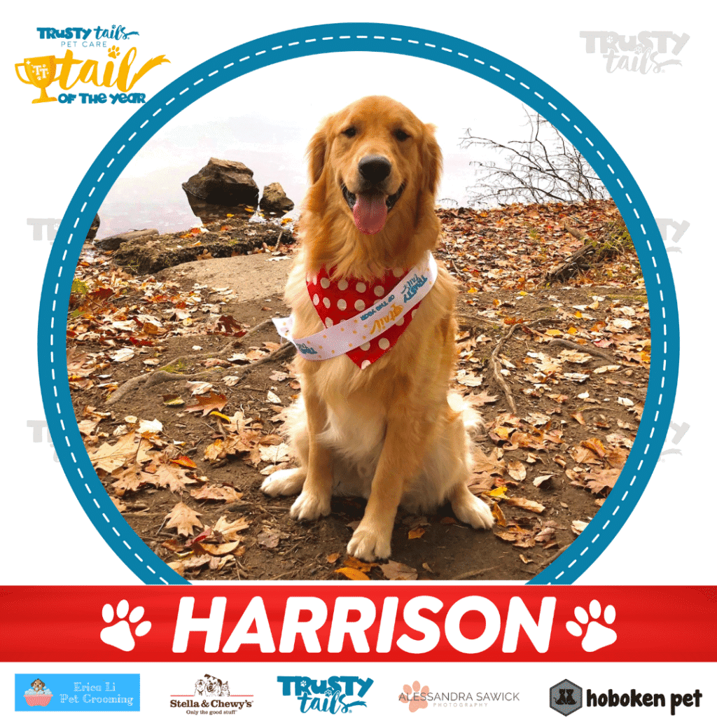 https://trustytails.com/tail-of-the-year-finalist-2020-tail-of-harrison/