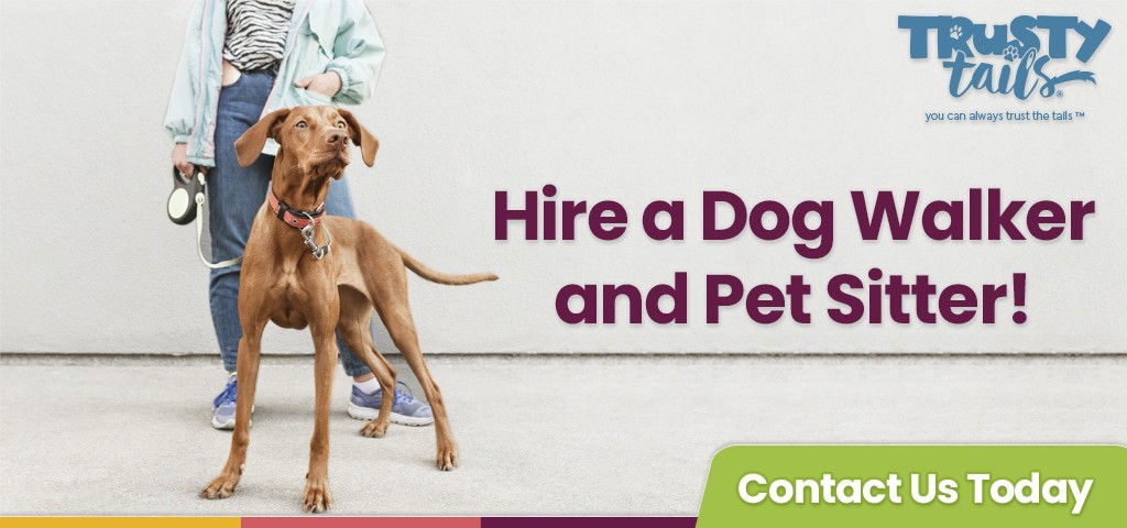 hire a dog walker