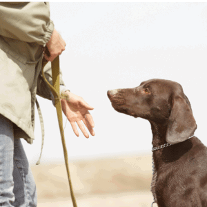 8 ways to make your high energy dog happy