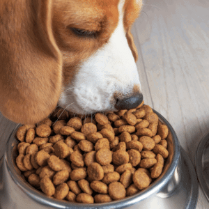 8 ways to make your high energy dog happy