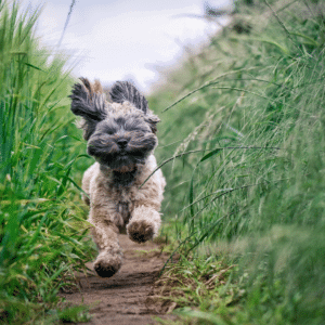 8 ways to make your high energy dog happy