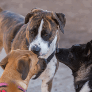 8 ways to make your high energy dog happy