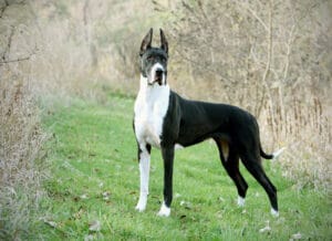 great dane - Most Expensive Dogs in the World- TrustyTails