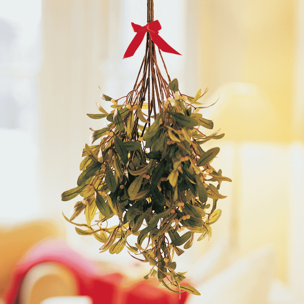 Six Holiday Plants that are Poisonous to Pets Mistletoe