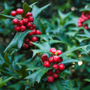 Six Holiday Plants that are Poisonous to Pets Holly