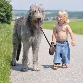 Irish Wolfhound - Most Expensive Dogs in the World- TrustyTails