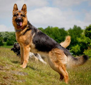 german shepherd- Most Expensive Dogs in the World- TrustyTails