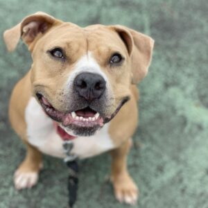 Jersey City Adoptable Pets_ Meet Bastet and More