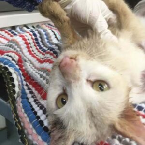 Jersey City Adoptable Pets_ Meet Bastet and More